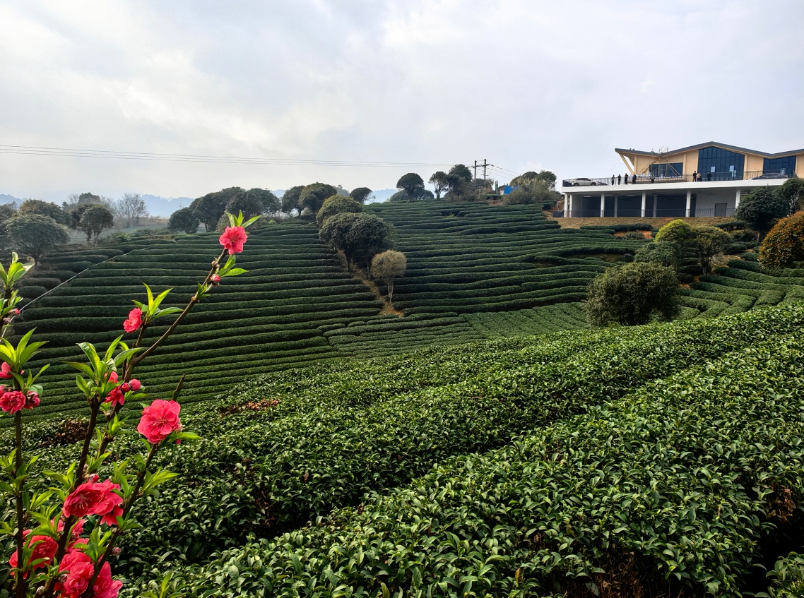 在广西昭平 品不一样的茶香